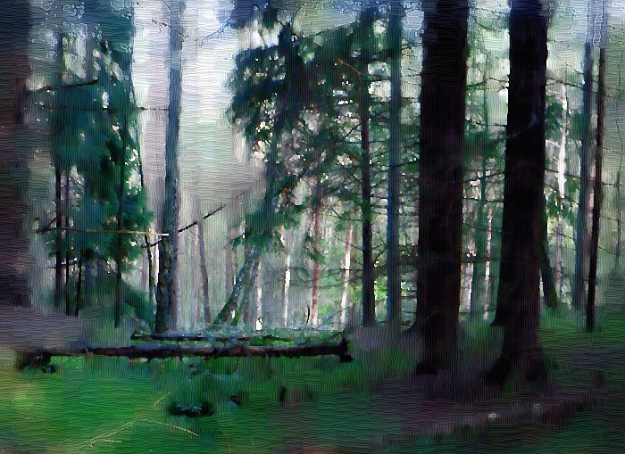 Woodland Walk