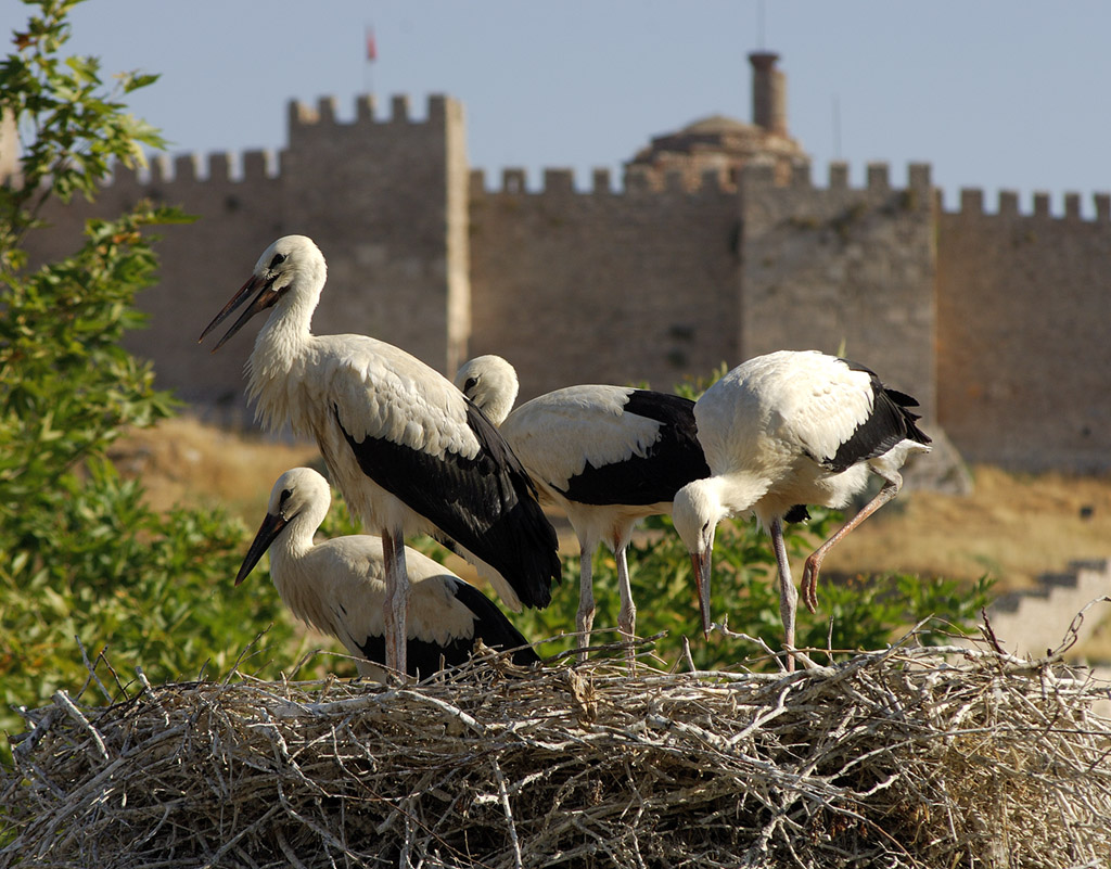 north african storks