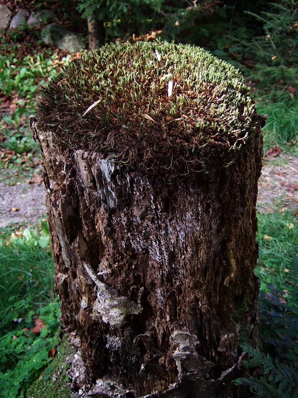 Moss Covered Stump (DSCF0178d.jpg)