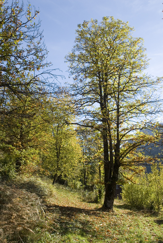 Automne045.jpg