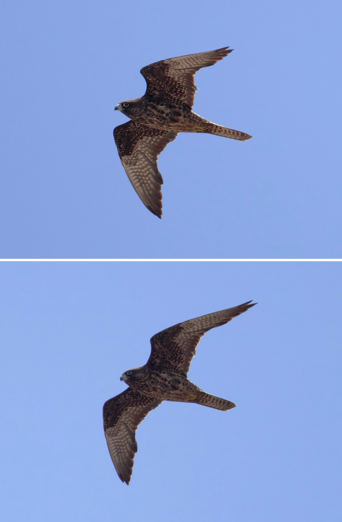 Eleonoras falcon (falco eleonorae), Mirador del Rio (Lanzarote), Spain, September 2011