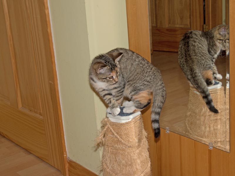 Nothing like a scratching post!!