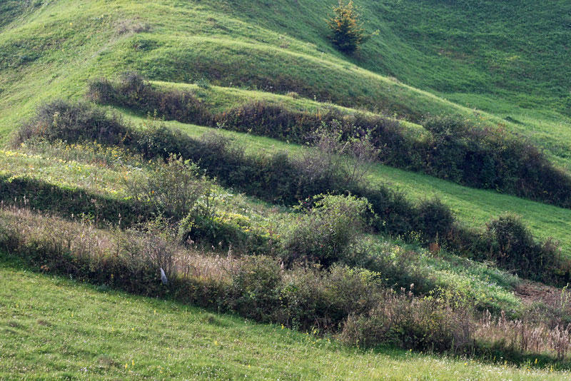 terraces