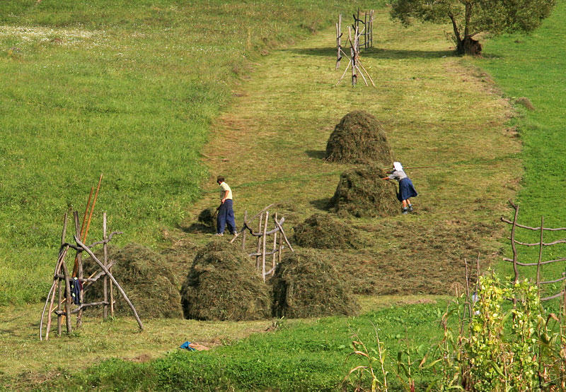 making  hay