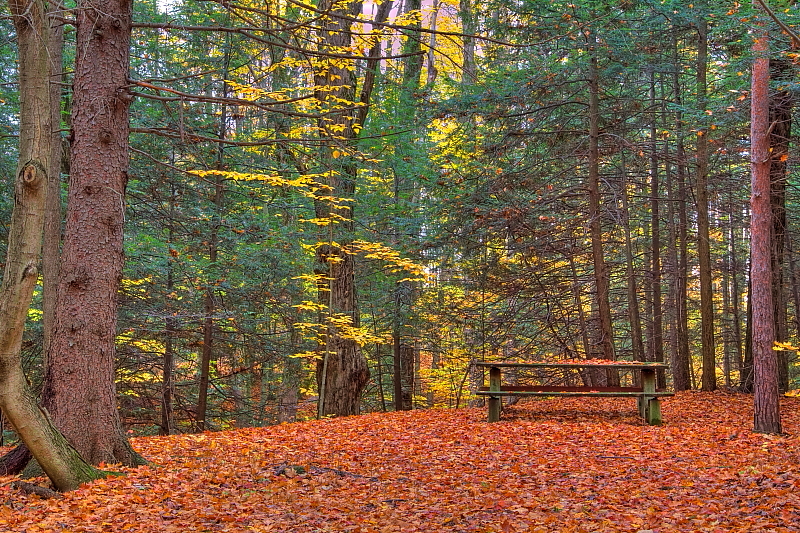Autumn Picnic Table