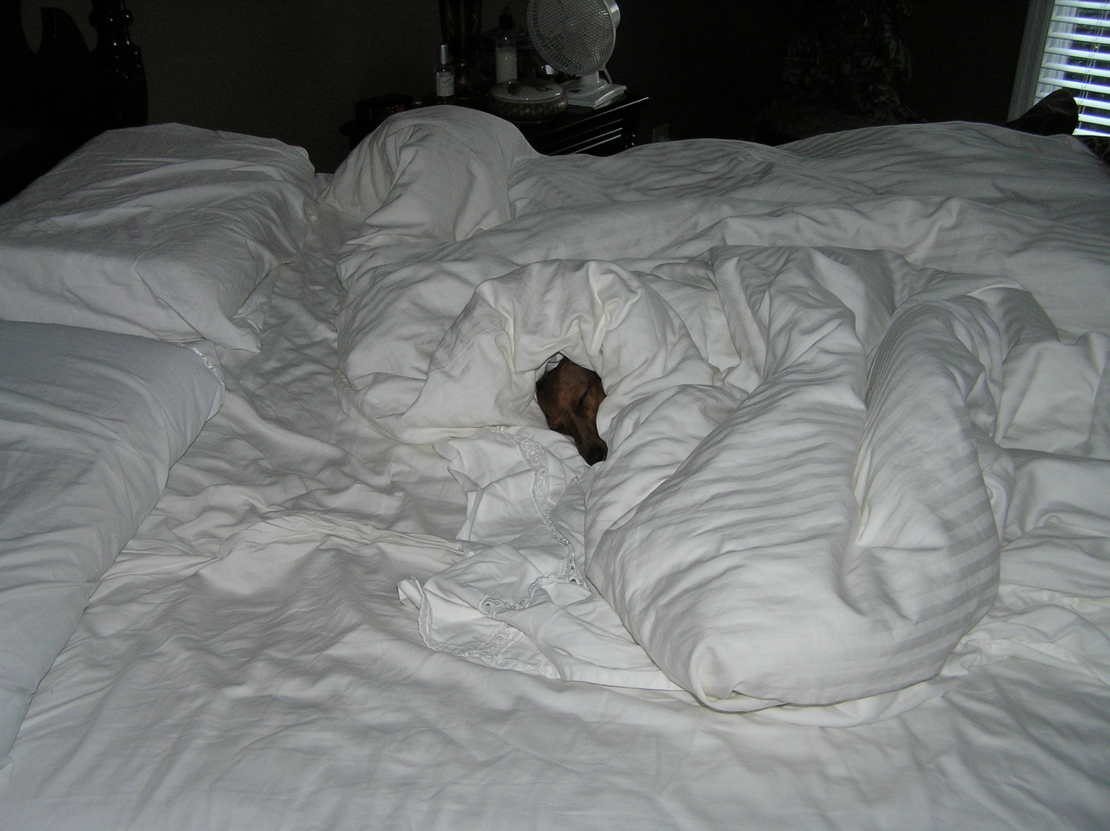 POOCHY GETS TO SLEEP IN WHILE EVERYONE ELSE HAS TO GO TO WORK.
