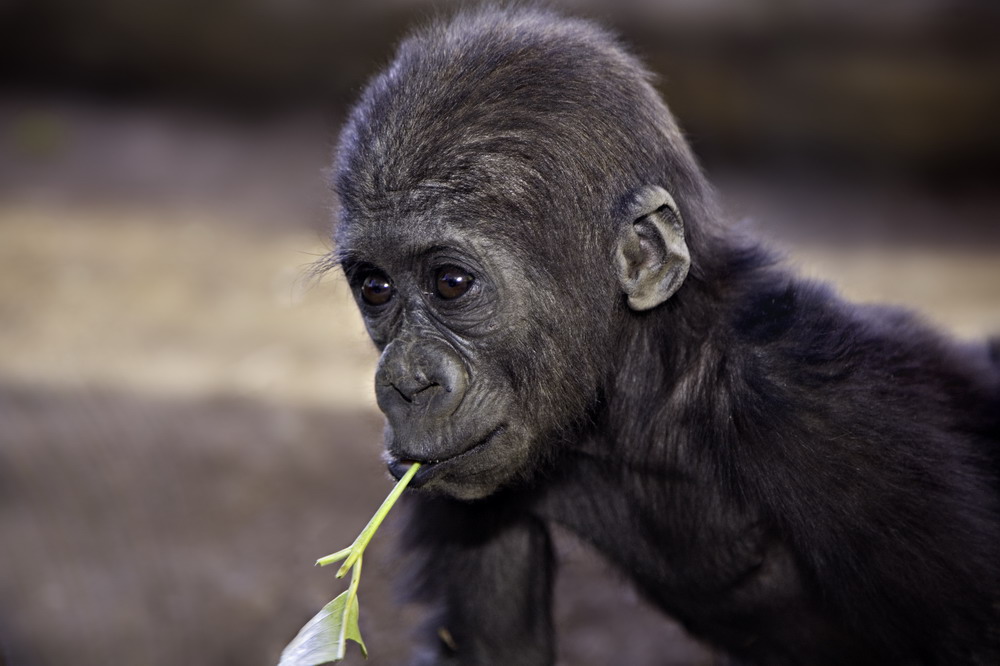 Monkey See-Monkey Vote