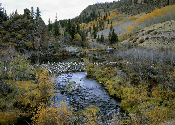 Beaver Dam