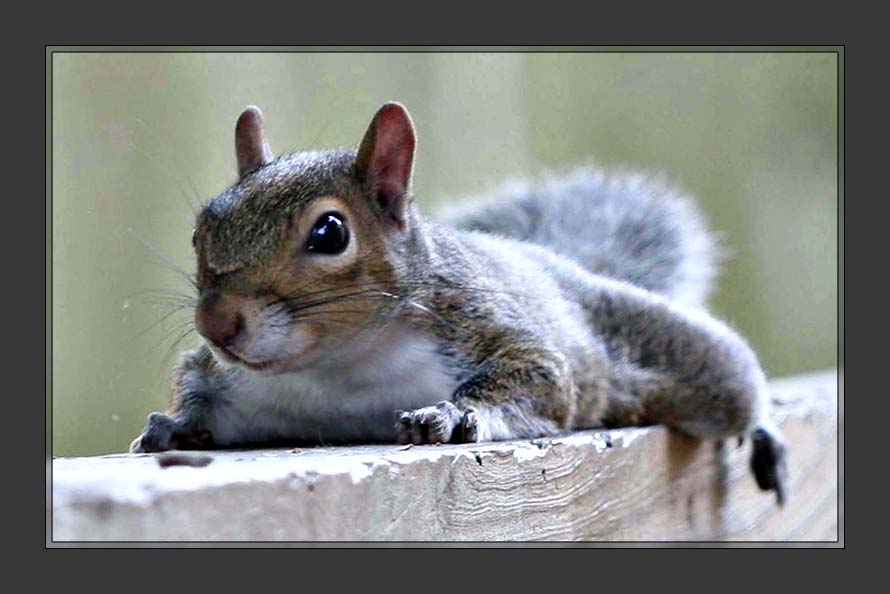 Squirrel001