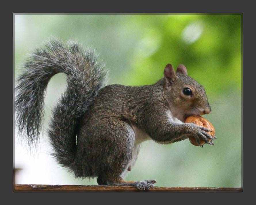 Squirrel004