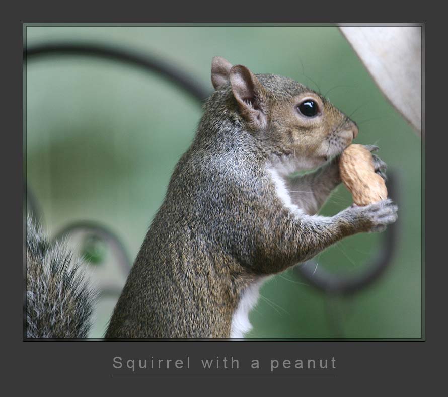 Squirrel with peanut