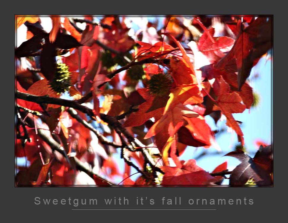 Sweetgum