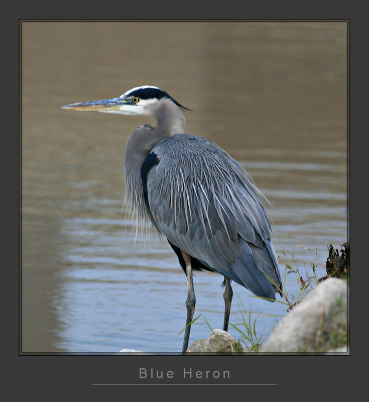 Blue Heron