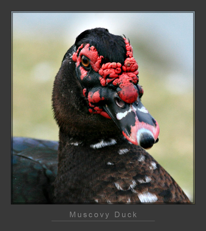 Muscovy Duck