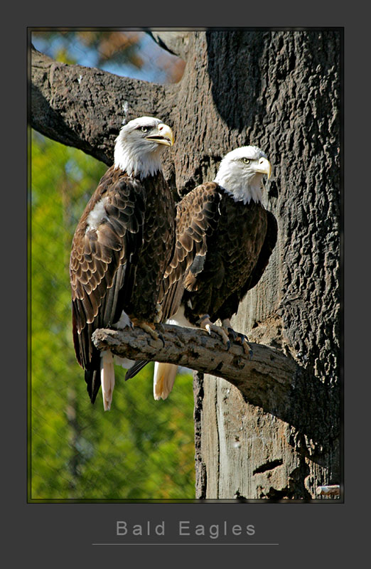 Bald Eagles