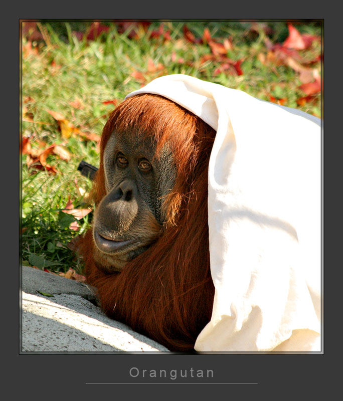 Orangutan