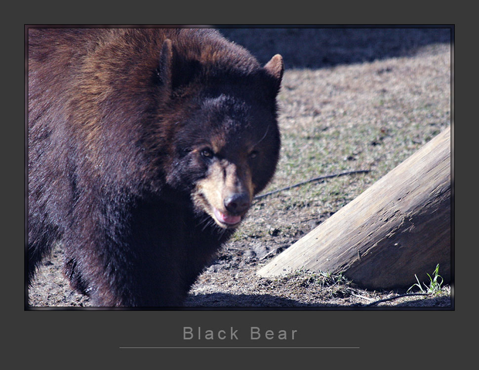 Black Bear