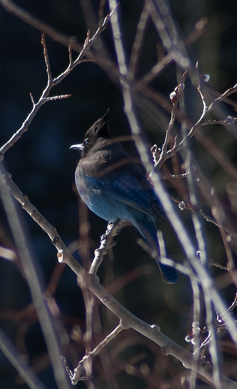 Stellers Jay