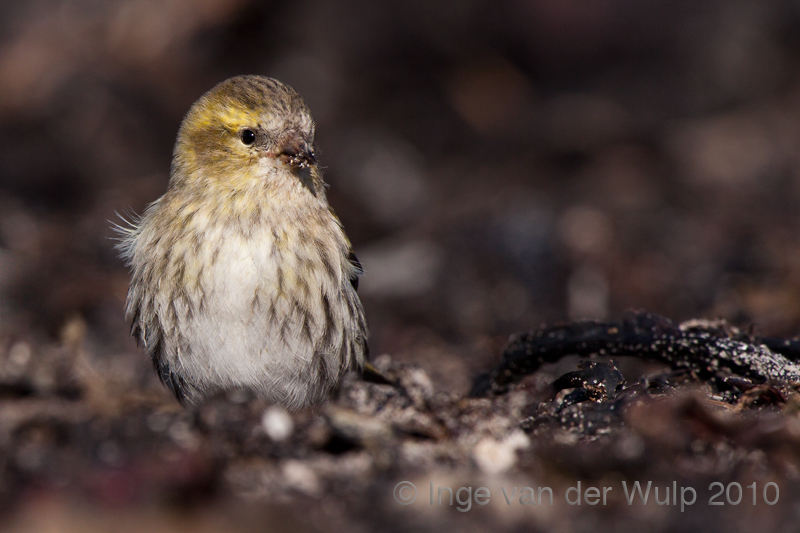 Siskin - Sijs - Carduelis spinus