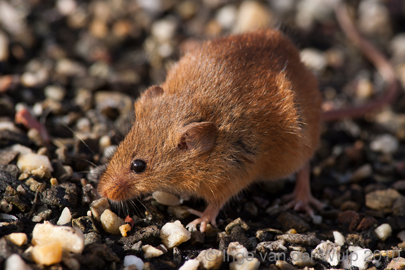 Harvest Mouse - Dwergmuis - Micromys minutus