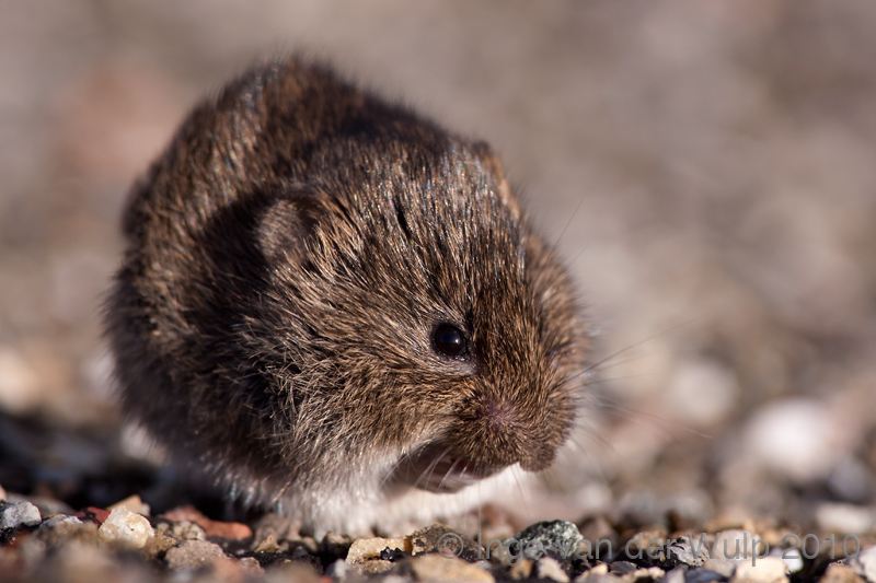 Common vole - Veldmuis - Microtus arvalis
