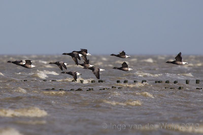 Brent Goose - Rotgans - Branta bernicla