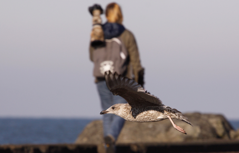 Herring Gull - Zilvermeeuw - Larus argentatus