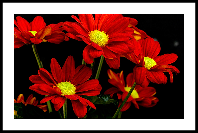 Red daisies