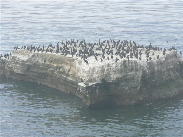 Birds on Rock in Fog