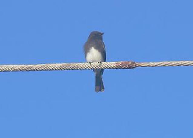 Black Phoebe