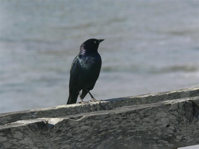 Brewers Blackbird