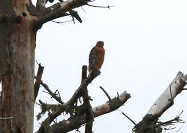 Red-shouldered Hawk