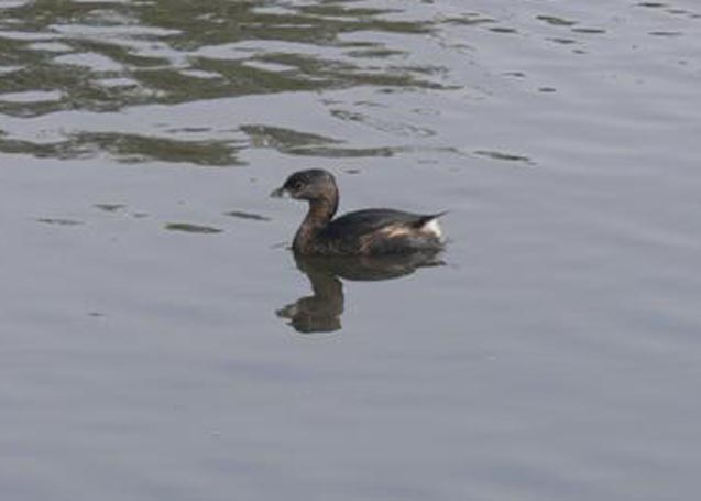 Pied-billed Grebe