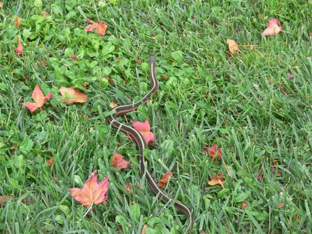 Snake
