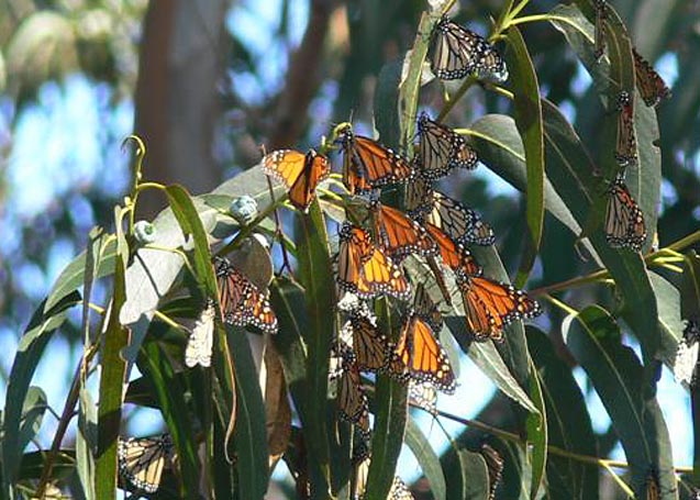 Butterflies at Lighthouse Field