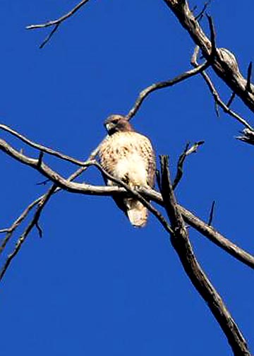 Red-tailed Hawk