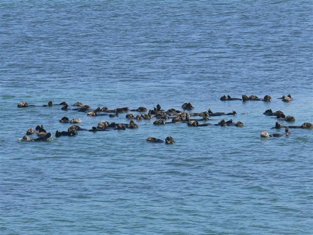Synchronized Swimming