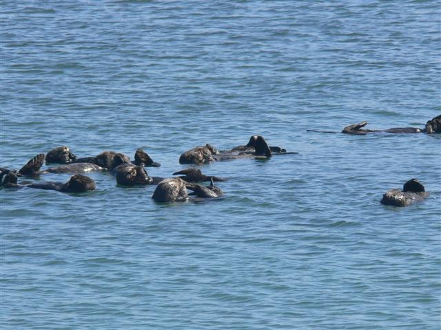 Sea Otters