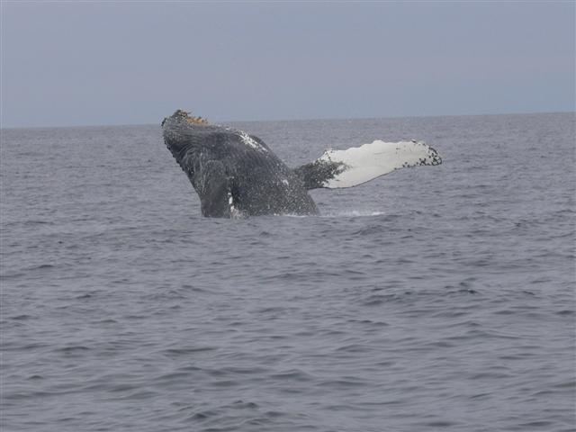 Humpback