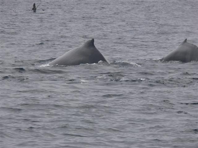 Two Humpbacks