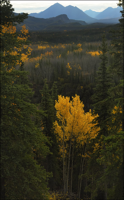 Sunlight on the Aspens