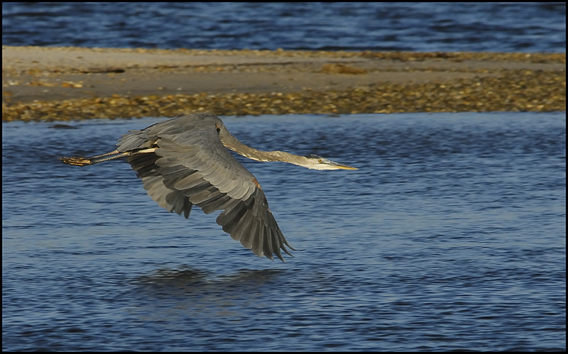 Blue Heron at Sunrise