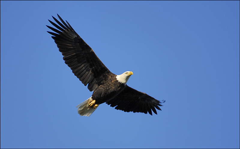 Bald Eagle