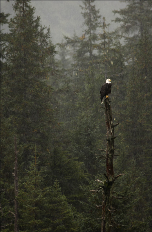 Bald Eagle