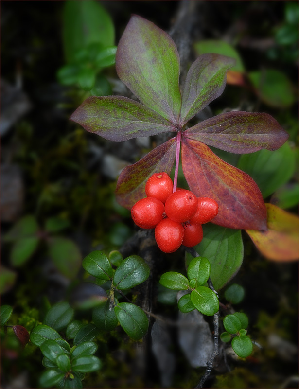 Berries