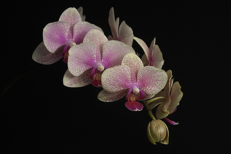 Phalenopsis