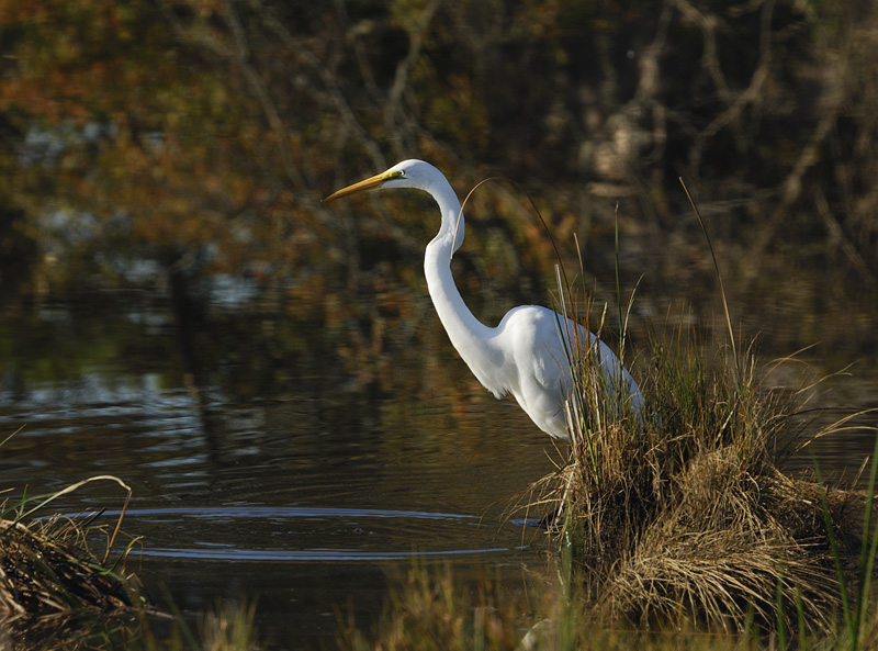 Great Egret