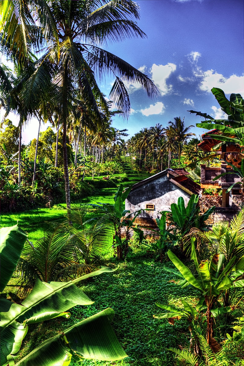 Bali - Ubud