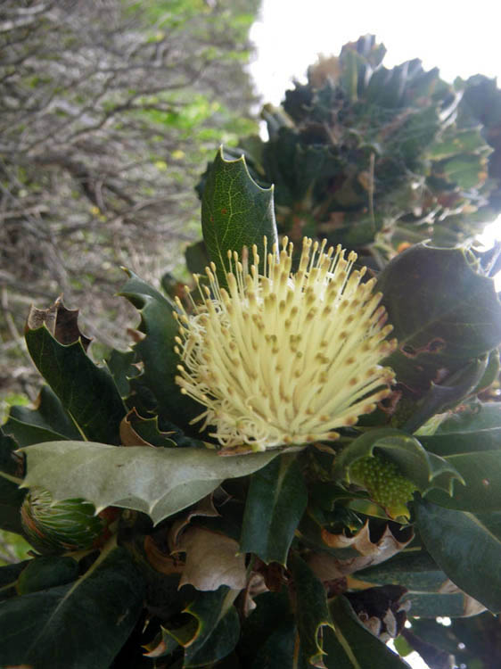  Banksia. Cape Naturaliste