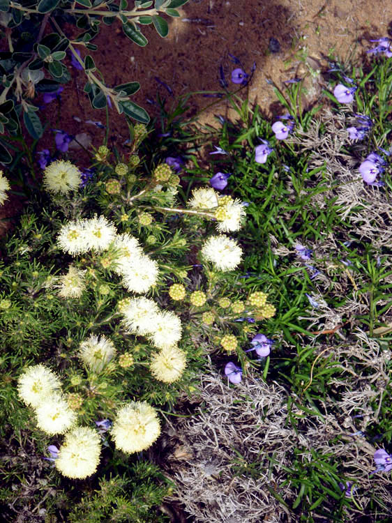 Wildflowers, Cape Naturaliste